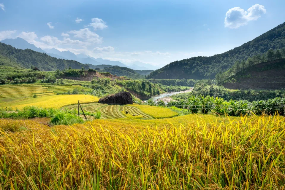 Kho gạo của Lương Tấn Thành