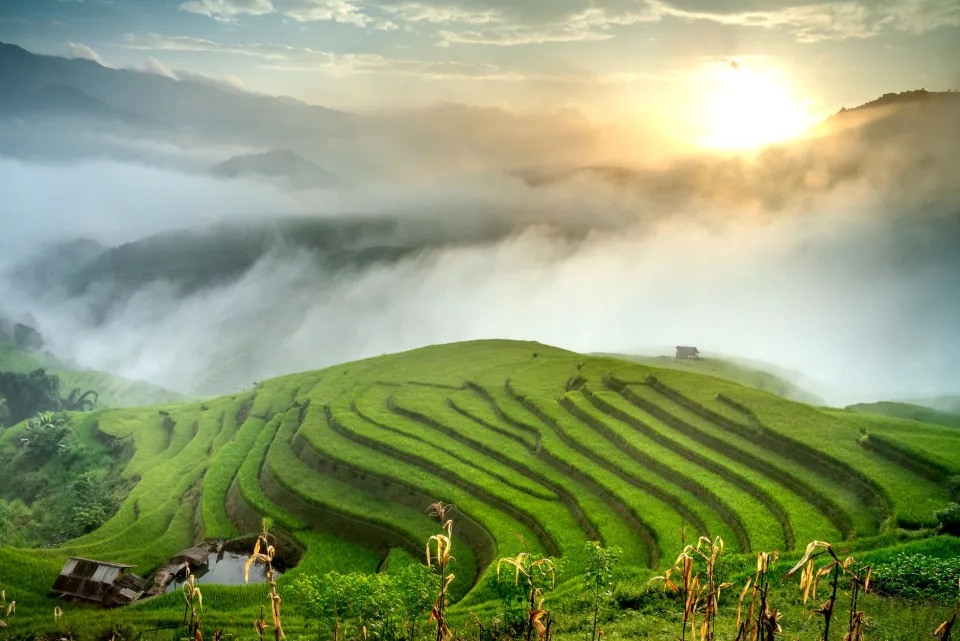 Xe giao gạo
